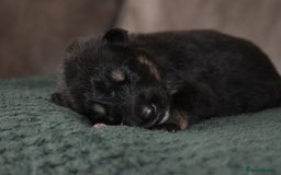 Shepsky dogs for sale: German shepherd x husky puppies - Image 26