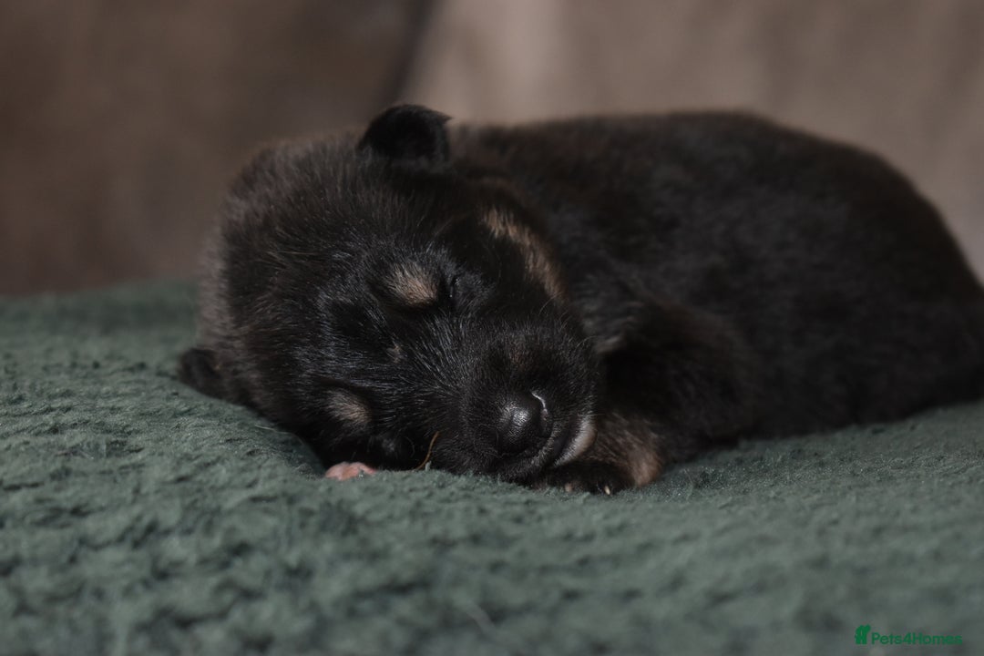 Shepsky dogs for sale: German shepherd x husky puppies - Image 26