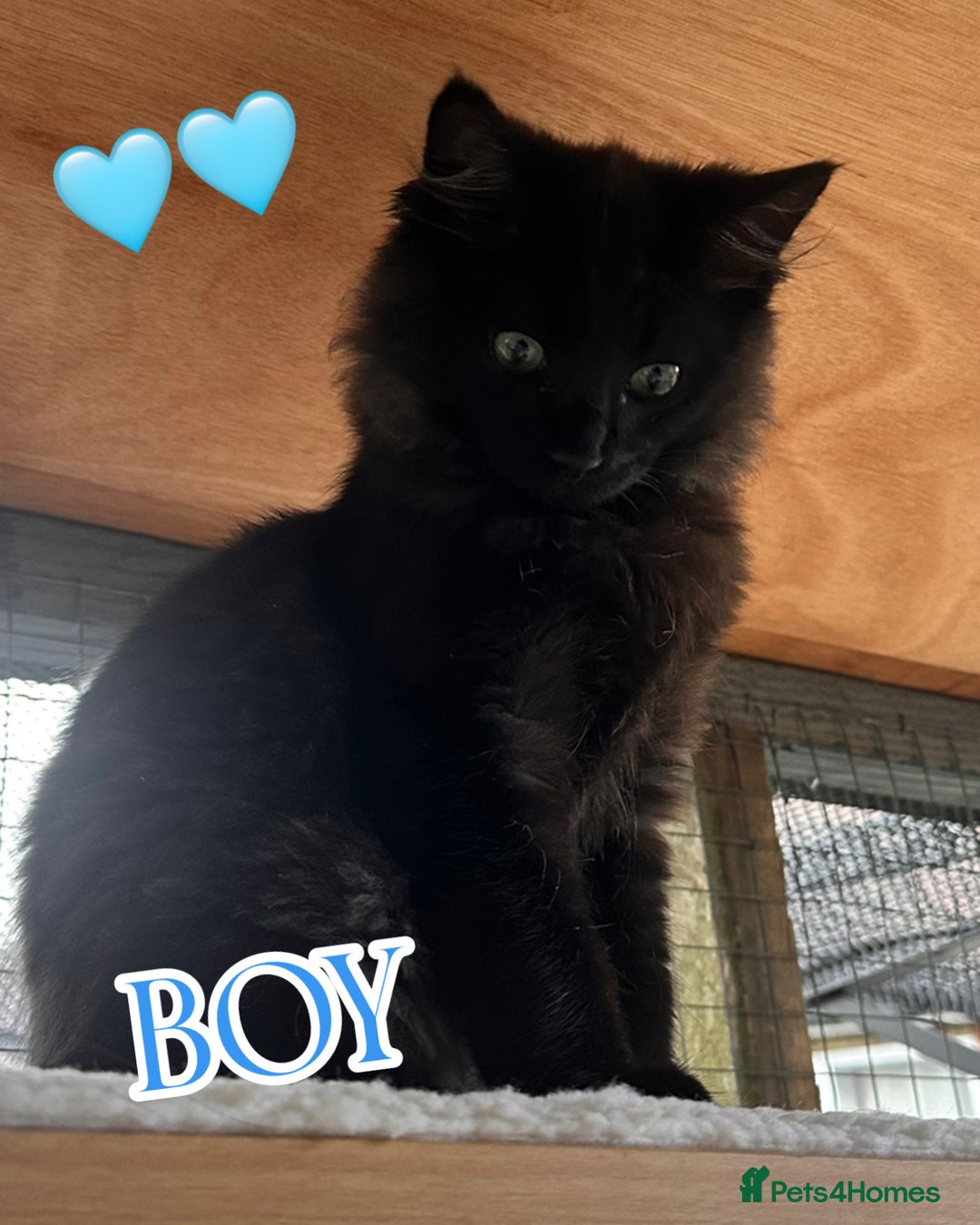 Ragdoll cats for sale: Calico Ragdoll kitten  - Image 11