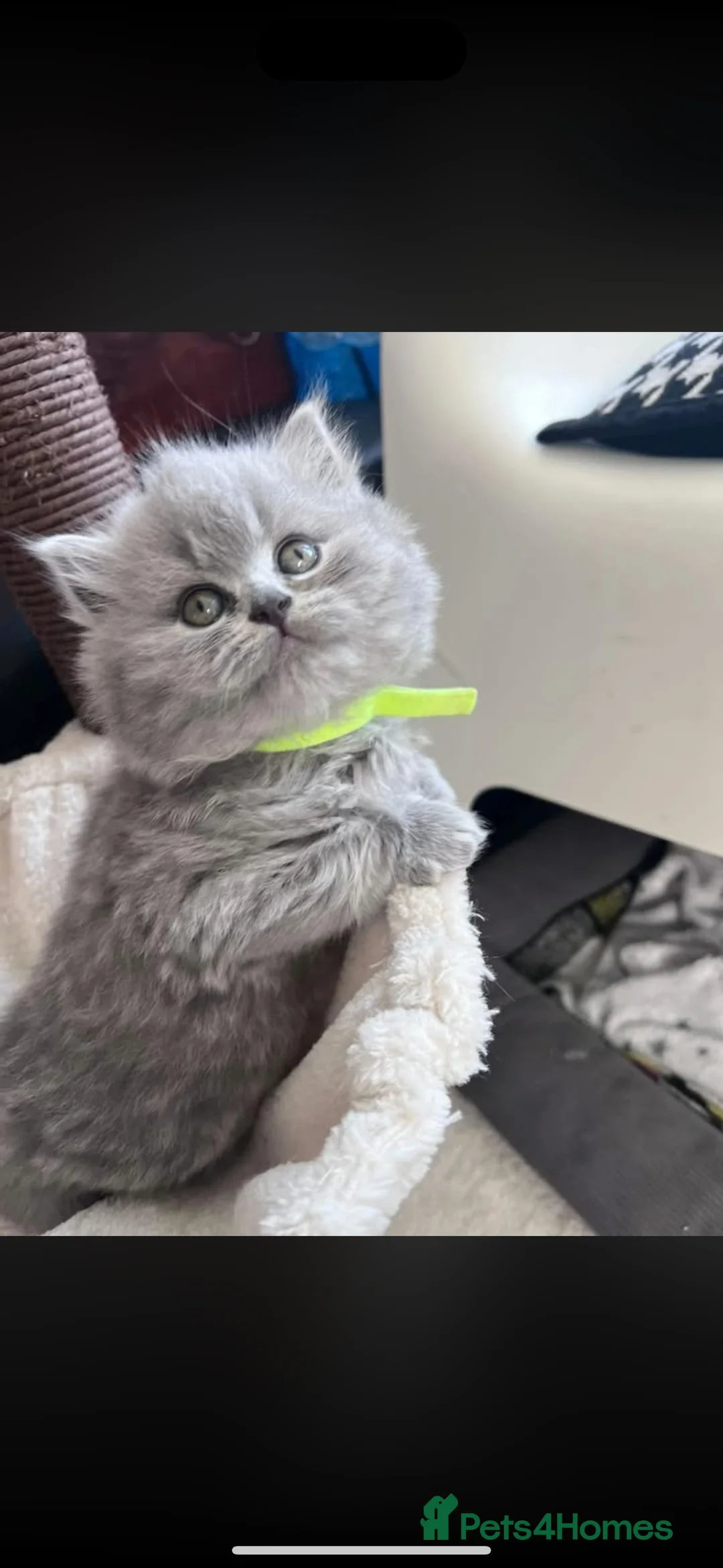 British Longhair cats for sale: 🏡 Loving Home Wanted for My Beautiful Girl 🐾 - Advert 2