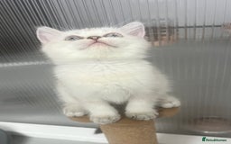 Scottish Fold cats for sale: Pedigree Scottish Fold & Straight last 2 kittens  - Image 8