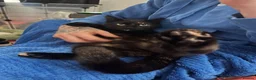 Mixed Breed cats for sale: Nova - 1yr old looking for her forever home - Advert 3