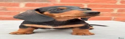 Miniature Dachshund dogs for sale: miniature dachshunds  - Advert 3