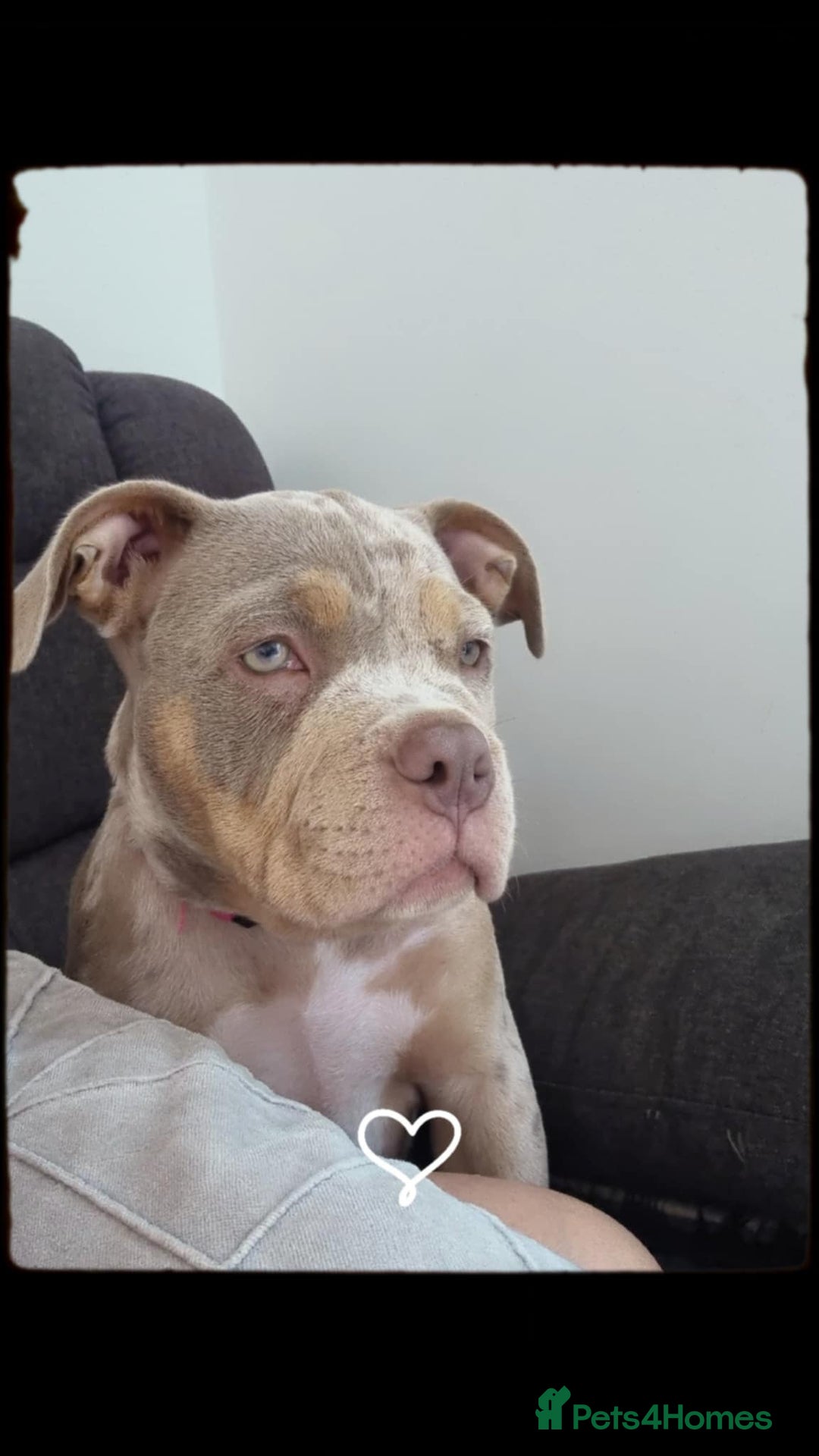 American Bully dogs for sale: Pocket bully  - Image 7