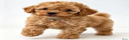 Toy Poodle dogs for sale:  Beautiful Toy Poodle Puppies  - Advert 18