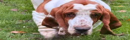 Basset Hound dogs for sale: Basset hound amazing couple  - Advert 7