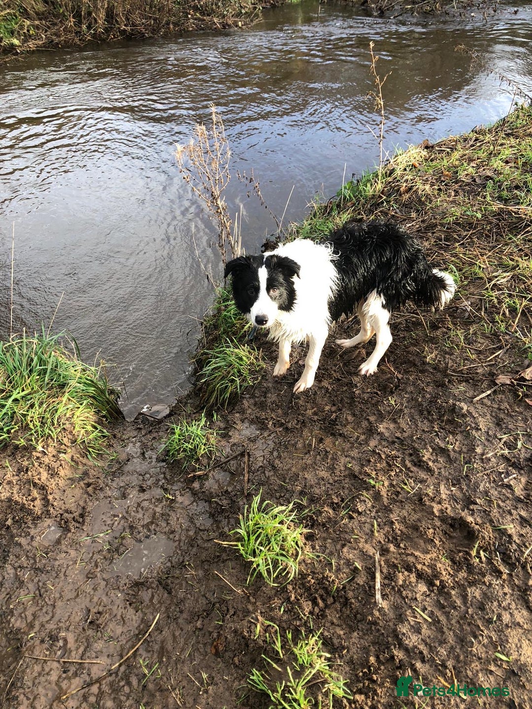 Border Collie dogs for sale: Last one boy ,rehome !International Champion line - Advert 1