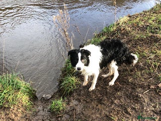 Border Collie dogs Last one boy ,rehome !International Champion line - Advert 16