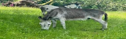 Donkey livestock for sale: 2 donkey gelding for sale - Advert 9
