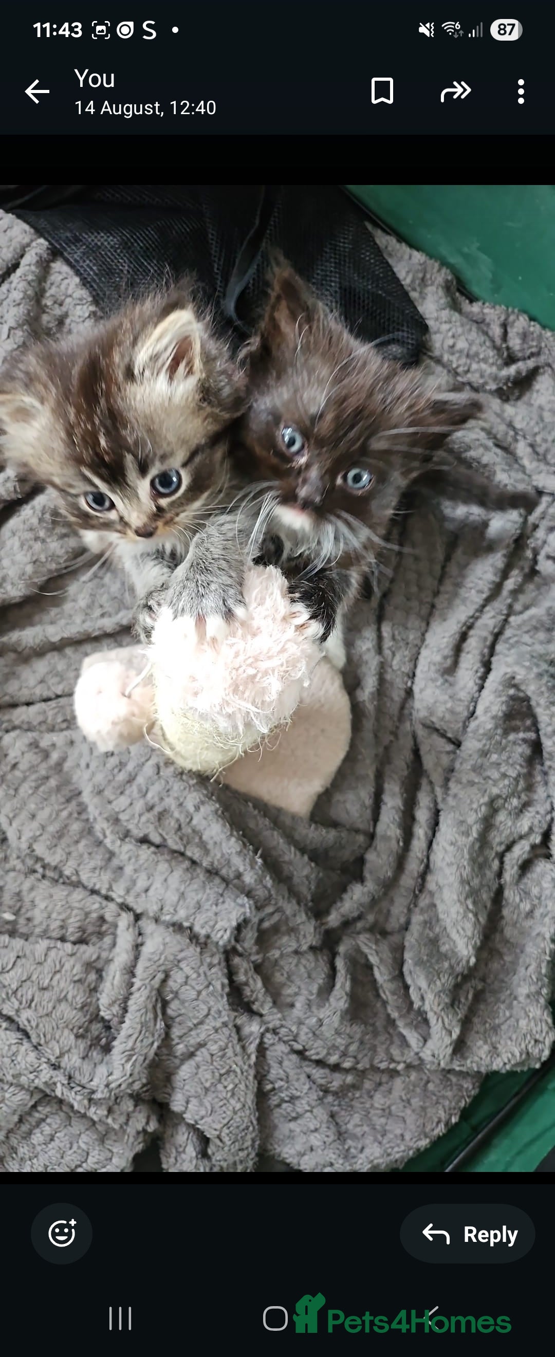 Mixed Breed cats for sale: Ragdoll x scottish fold kittens. Long haired - Image 18