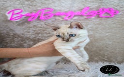 Bengal cats for sale: Stunning Silver Lynx Bengal kitten Ready Now  - Image 1