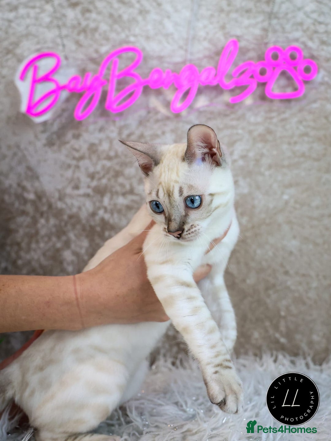 Bengal cats for sale: Stunning Silver Lynx Bengal kitten Ready Now  - Image 1
