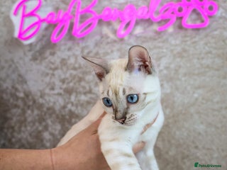 Bengal cats - Advert 4