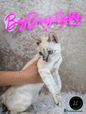 Bengal cats - Advert 2