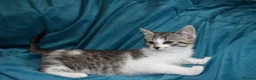 Mixed Breed cats for sale: 6 Gorgeous kittens for sale - Advert 12