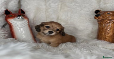 Dachshund dogs - Advert 2