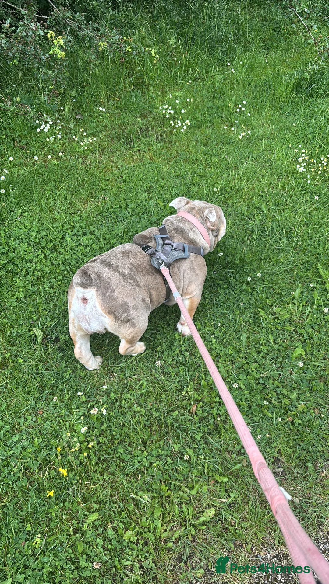 English Bulldog dogs for sale: Aggie in Swadlincote - Advert 2