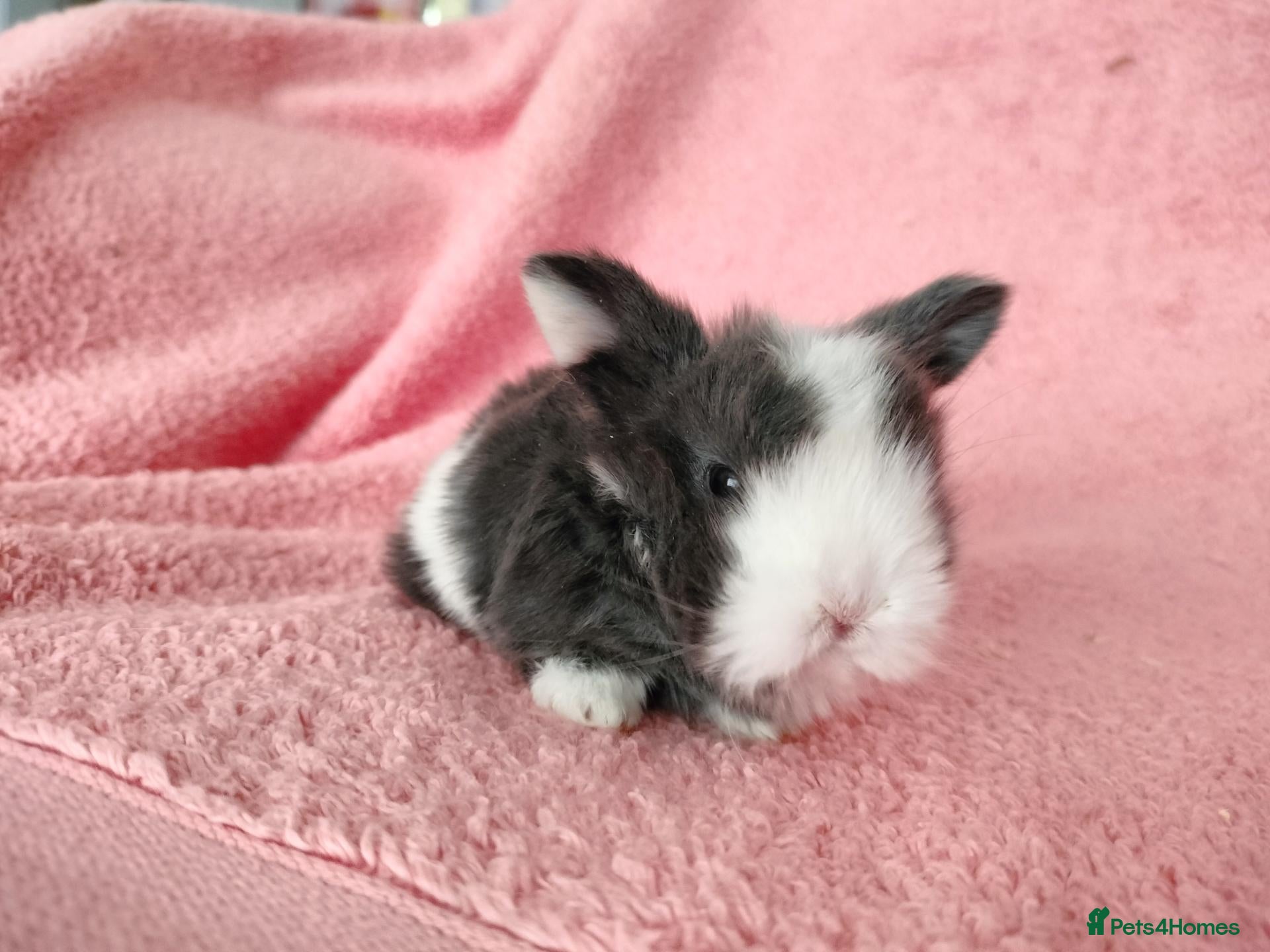 Mini Lop rabbits Baby mini lops for sale  - Advert 10