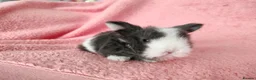 Mini Lop rabbits for sale: Baby mini lops for sale  - Advert 5