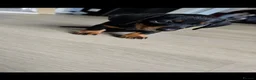 Miniature Dachshund dogs for sale: 3 BLACK AND TAN FEMALES  - Advert 2