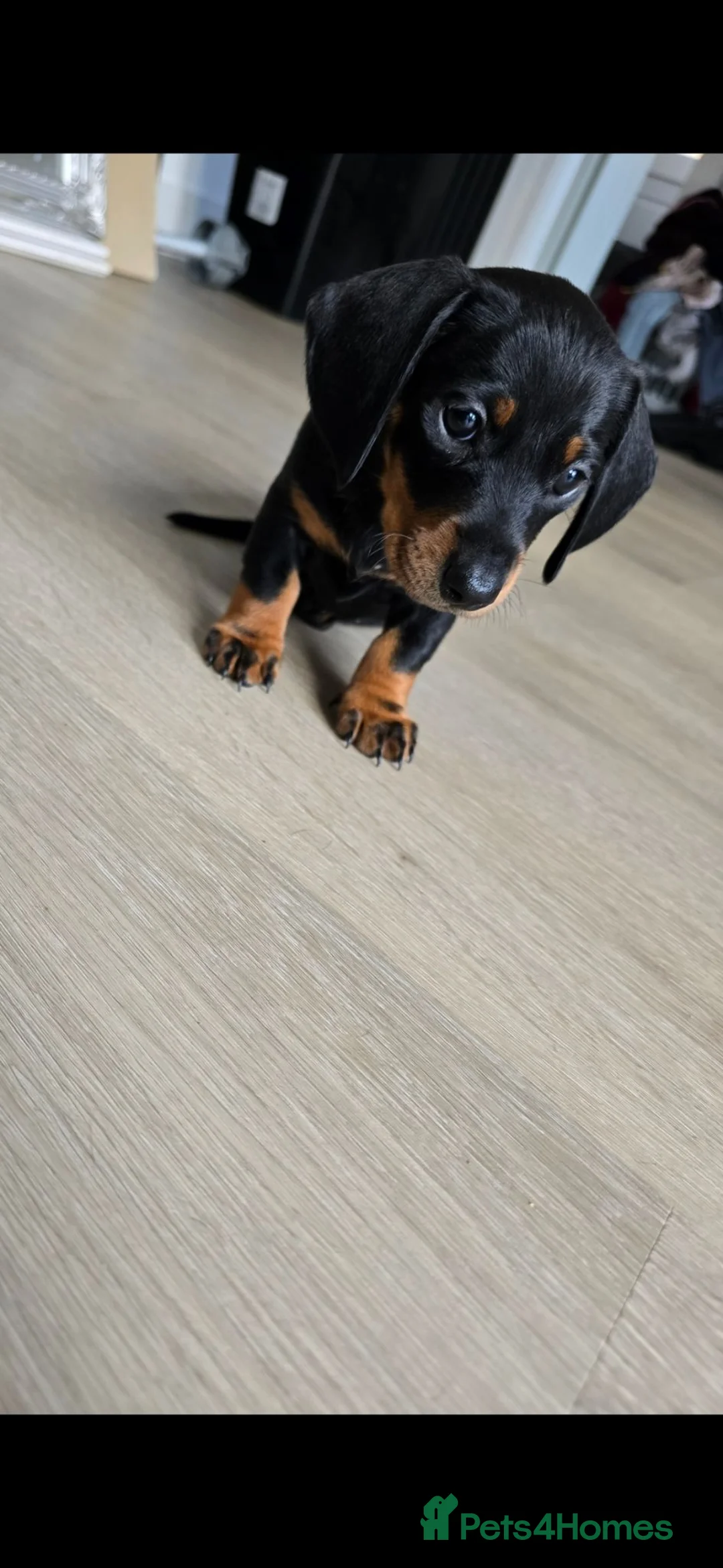 Miniature Dachshund dogs for sale: 3 BLACK AND TAN FEMALES  - Advert 2