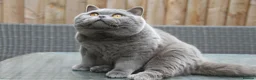 British Shorthair cats for sale: British shorthair kittens  - Advert 3