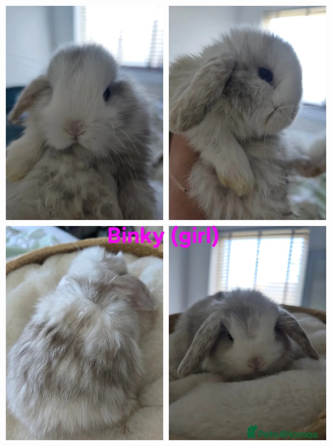Mini Lop rabbits for sale: Beautiful mini lops x10 - Advert 10