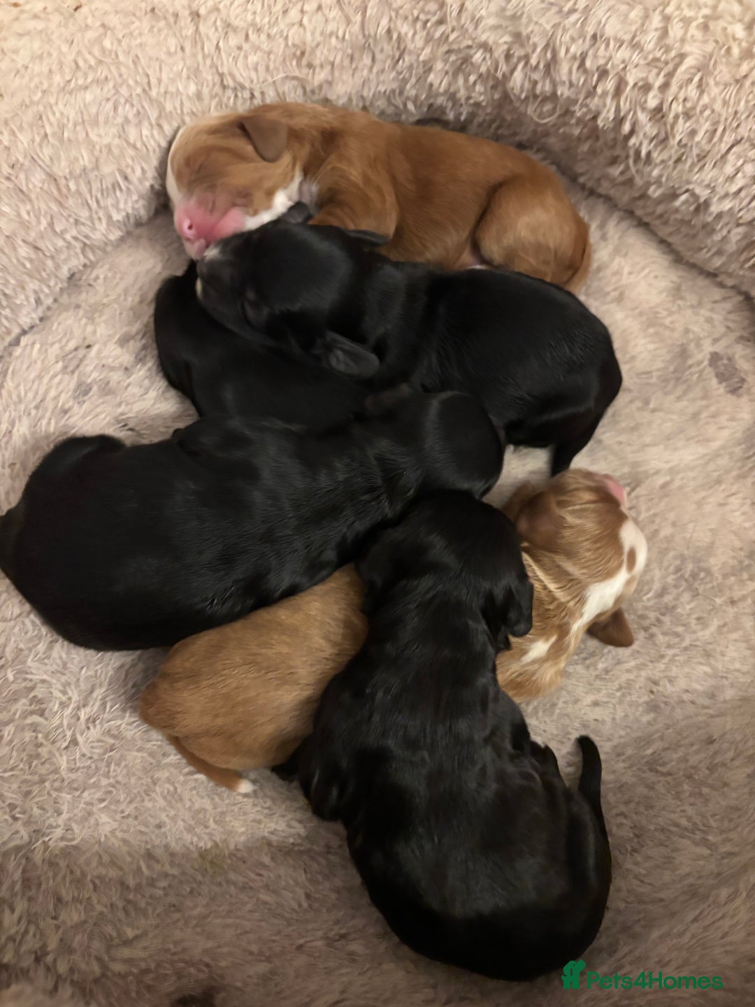 Cockapoo dogs for sale: F1 cockapoo  - Advert 4