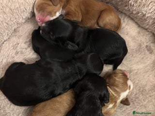 Cockapoo dogs Gorgeous F1 Cockapoos - Advert 15