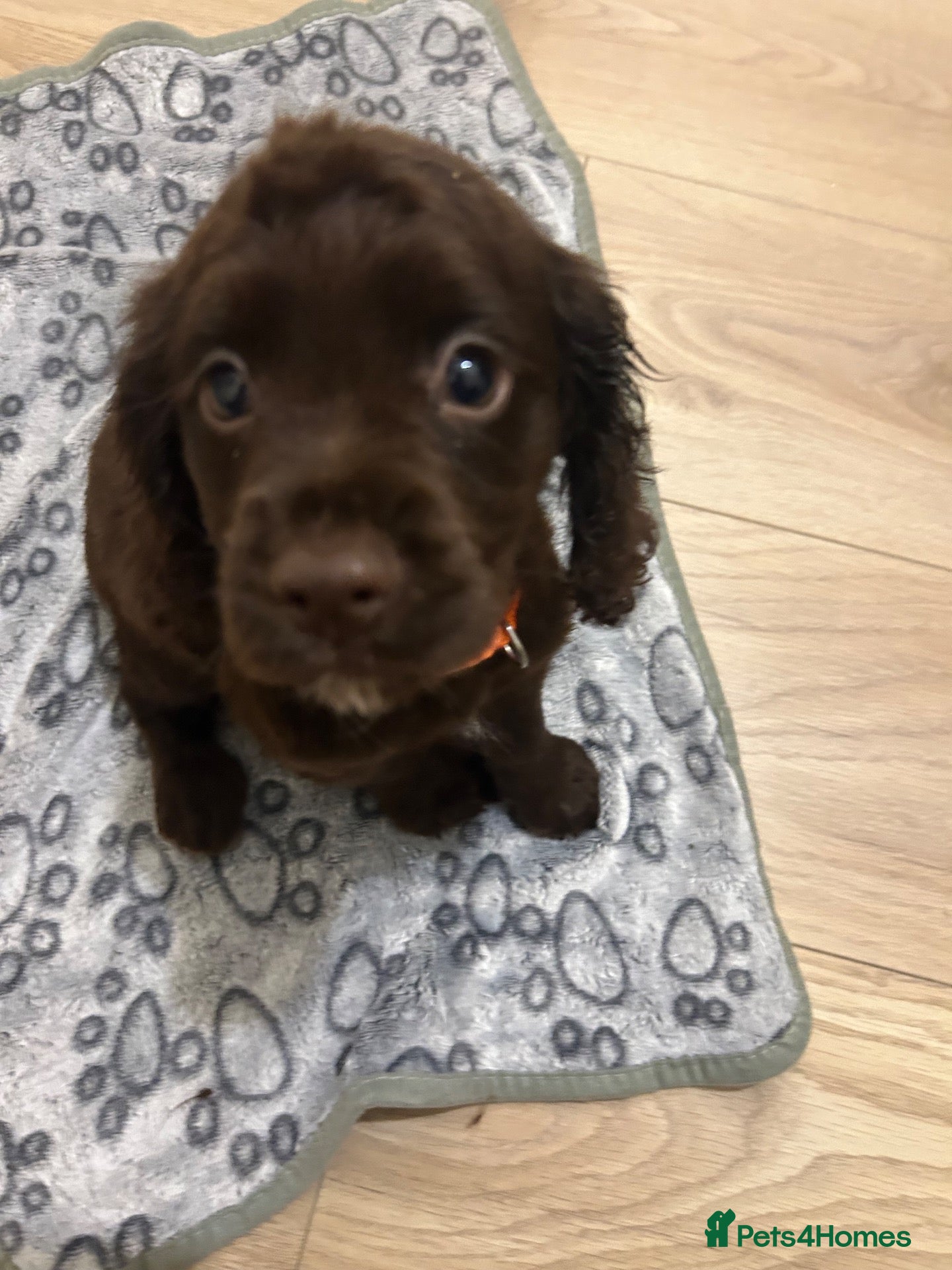 Cocker Spaniel dogs KC cocker spaniel puppies  - Advert 2