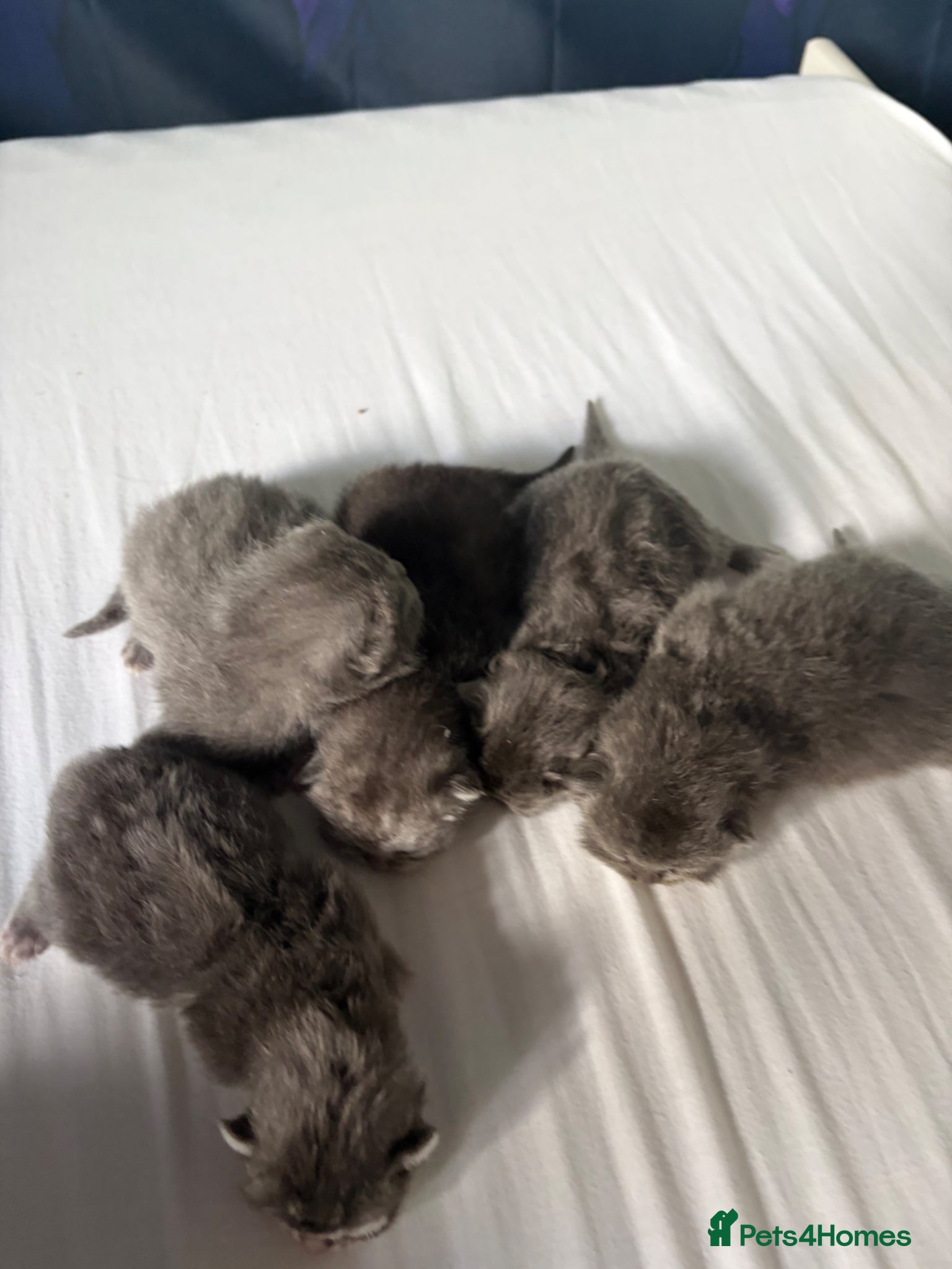 British Shorthair cats British Chincilllas Persians - Advert 1