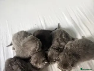 British Shorthair cats British Chincilllas Persians - Advert 10