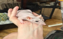 Rat rodents for sale: 2 girl rats rehoming w/ free cage and accessories - Image 2
