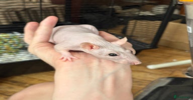 Rat rodents - Advert 7