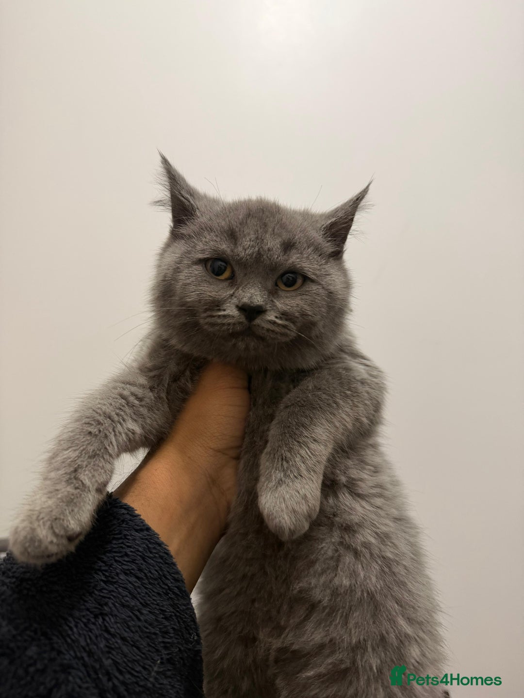 British Shorthair cats for sale: Purebred British Shorthair kittens ready to leave! - Advert 10