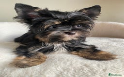 Yorkshire Terrier dogs for sale: Colorful Yorkshire Terrier puppies for sale - Advert 2