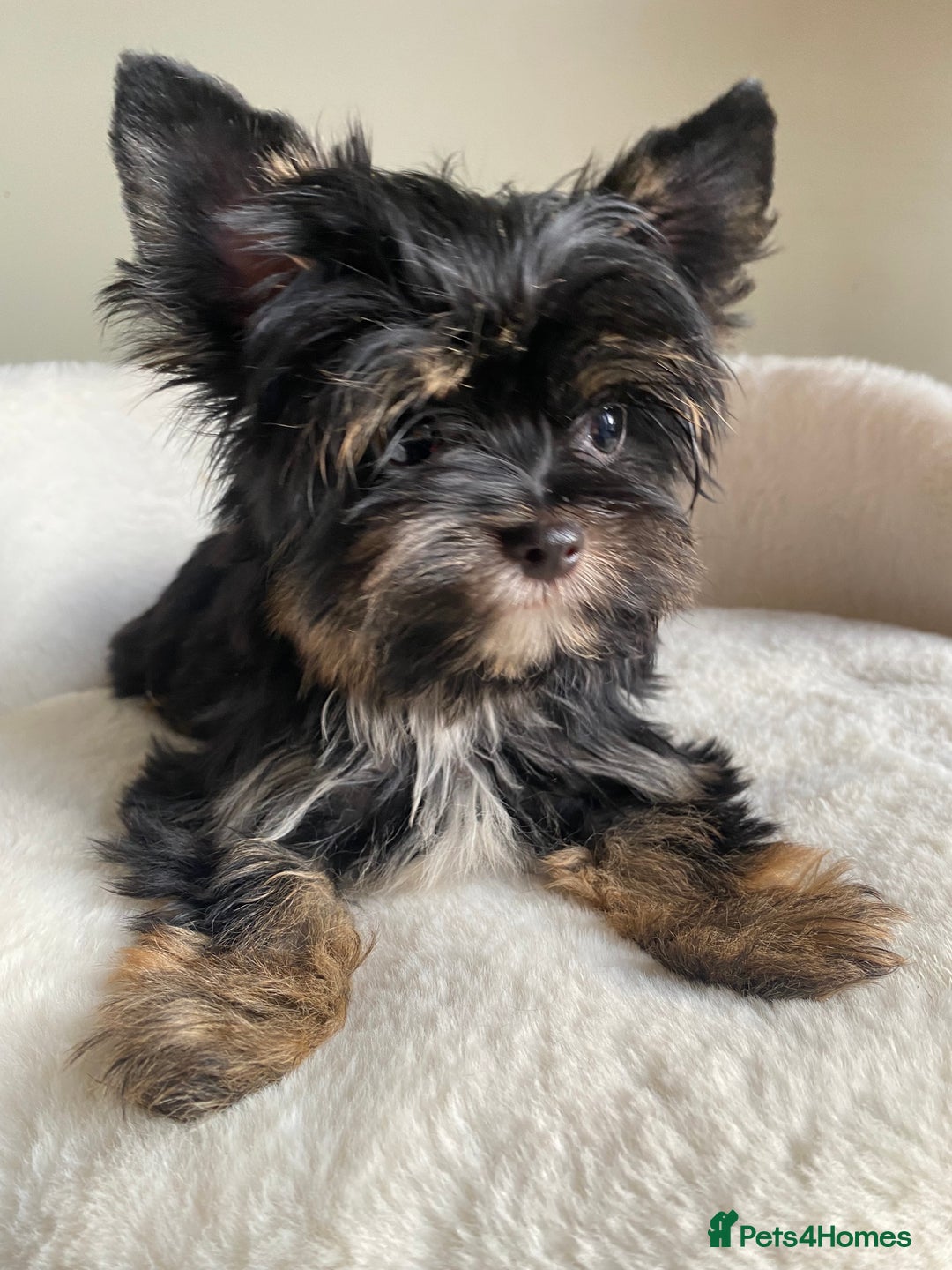 Yorkshire Terrier dogs for sale: Colorful Yorkshire Terrier puppies for sale - Advert 2