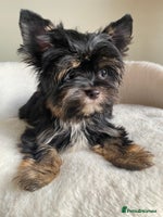 Yorkshire Terrier dogs Colorful Yorkshire Terrier puppies for sale - Advert 8