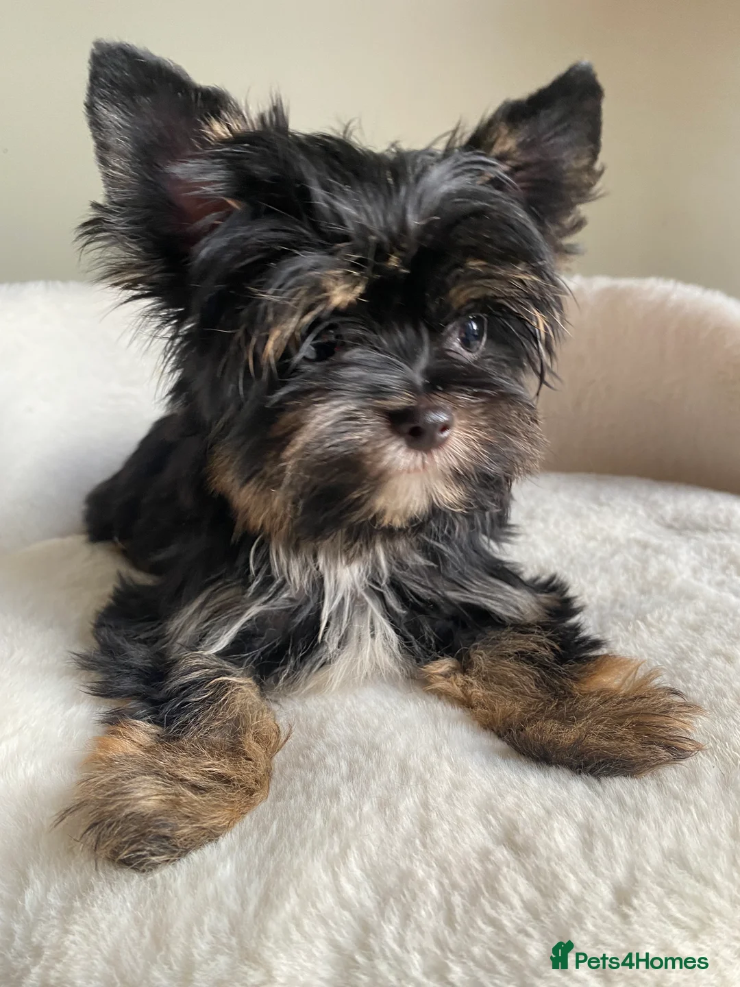 Yorkshire Terrier dogs for sale: Colorful Yorkshire Terrier puppies for sale - Advert 8