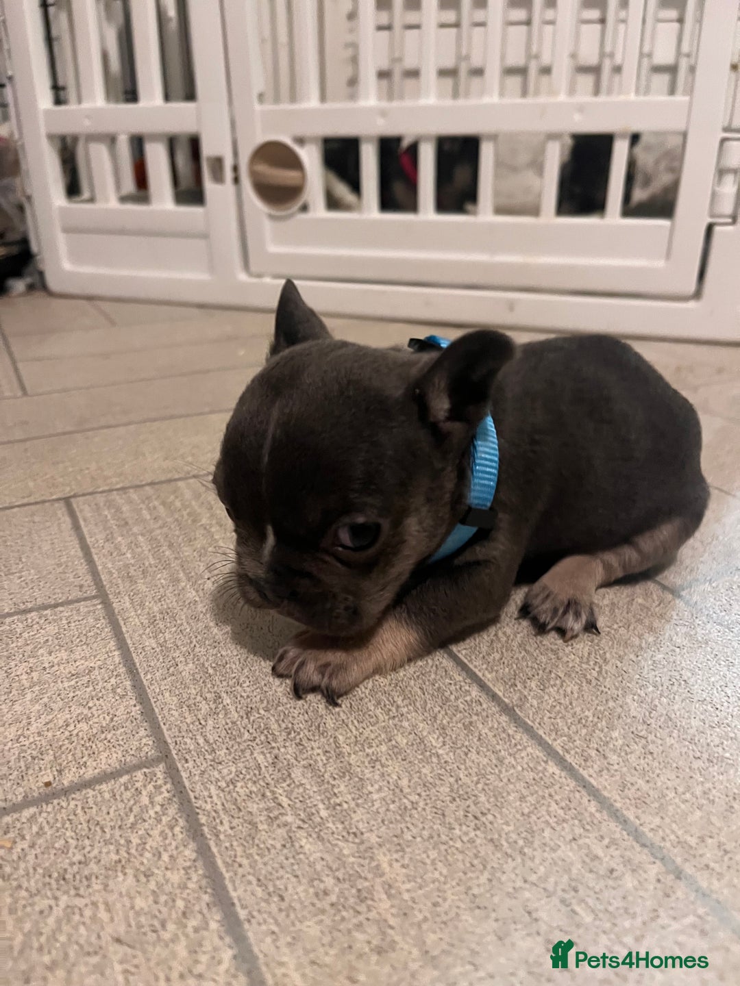 French Bulldog dogs for sale: Cutest frenchies pups  - Advert 23