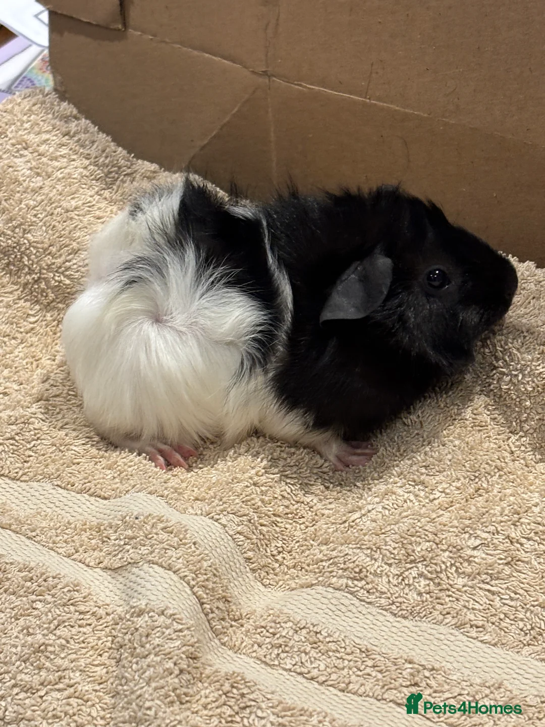 Guinea Pig rodents for sale: Male Baby Guinea Pig Brothers For Sale - Advert 10