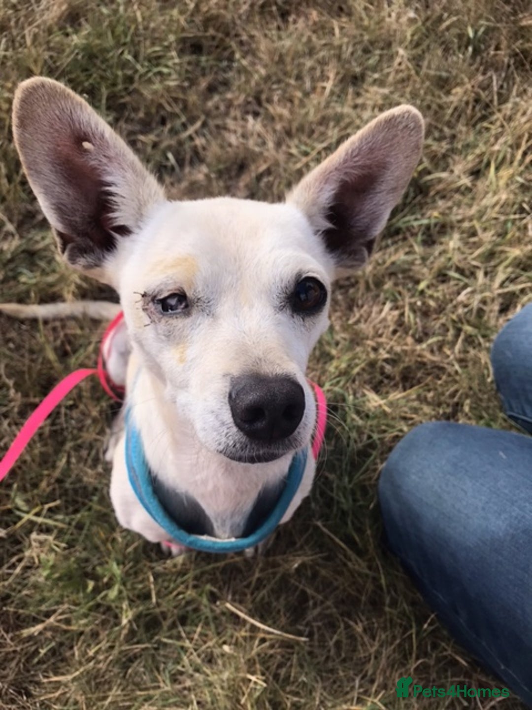 Chihuahua dogs for adoption: Brave little Peanut - Image 5