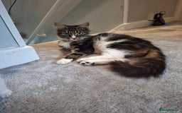 Maine Coon cats for sale: Maine coon cross  - Image 7