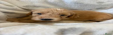Cockapoo 1