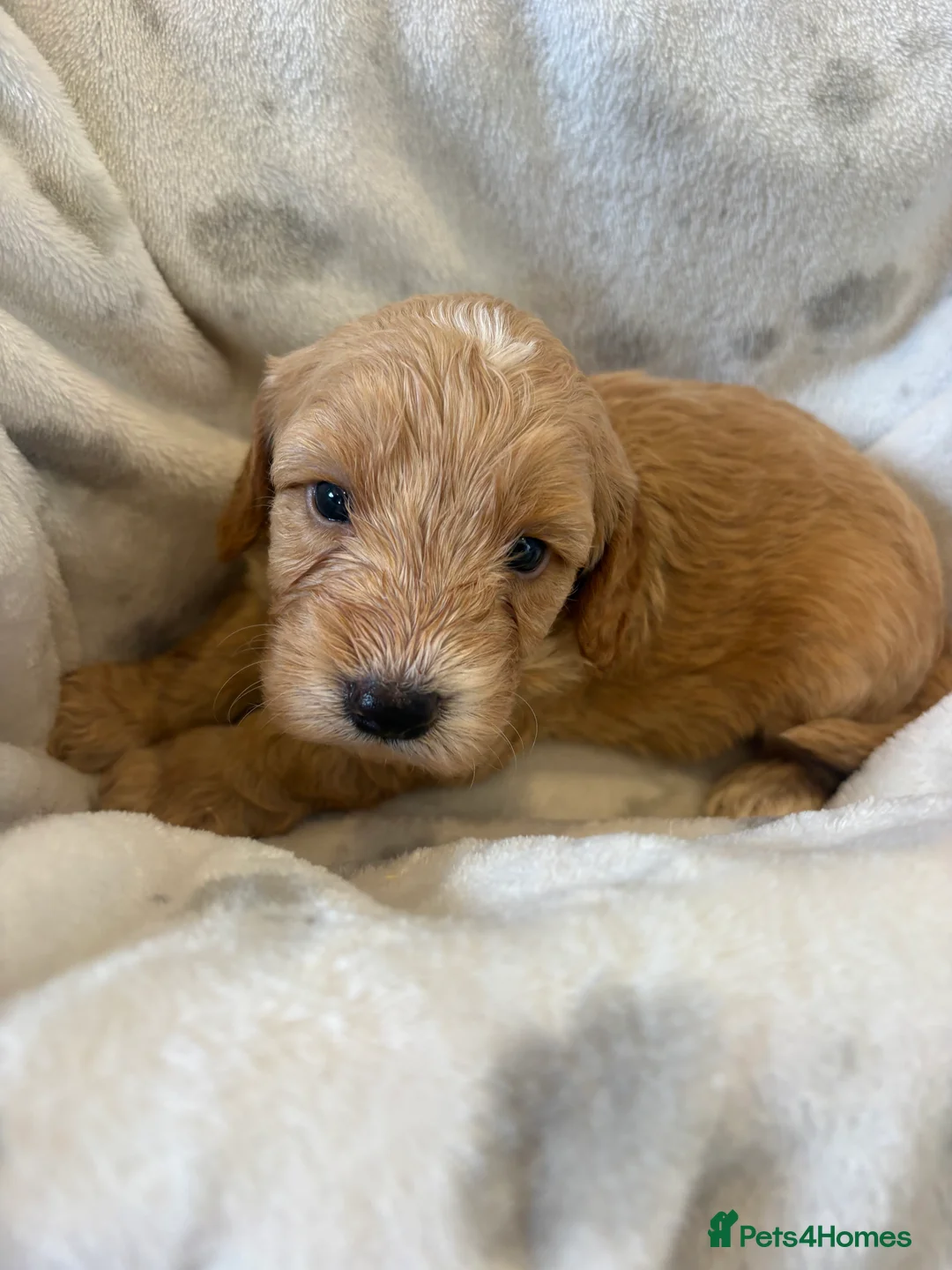 Cockapoo dogs for sale: F1 cockapoo puppies - amazing colours and markings - Advert 23