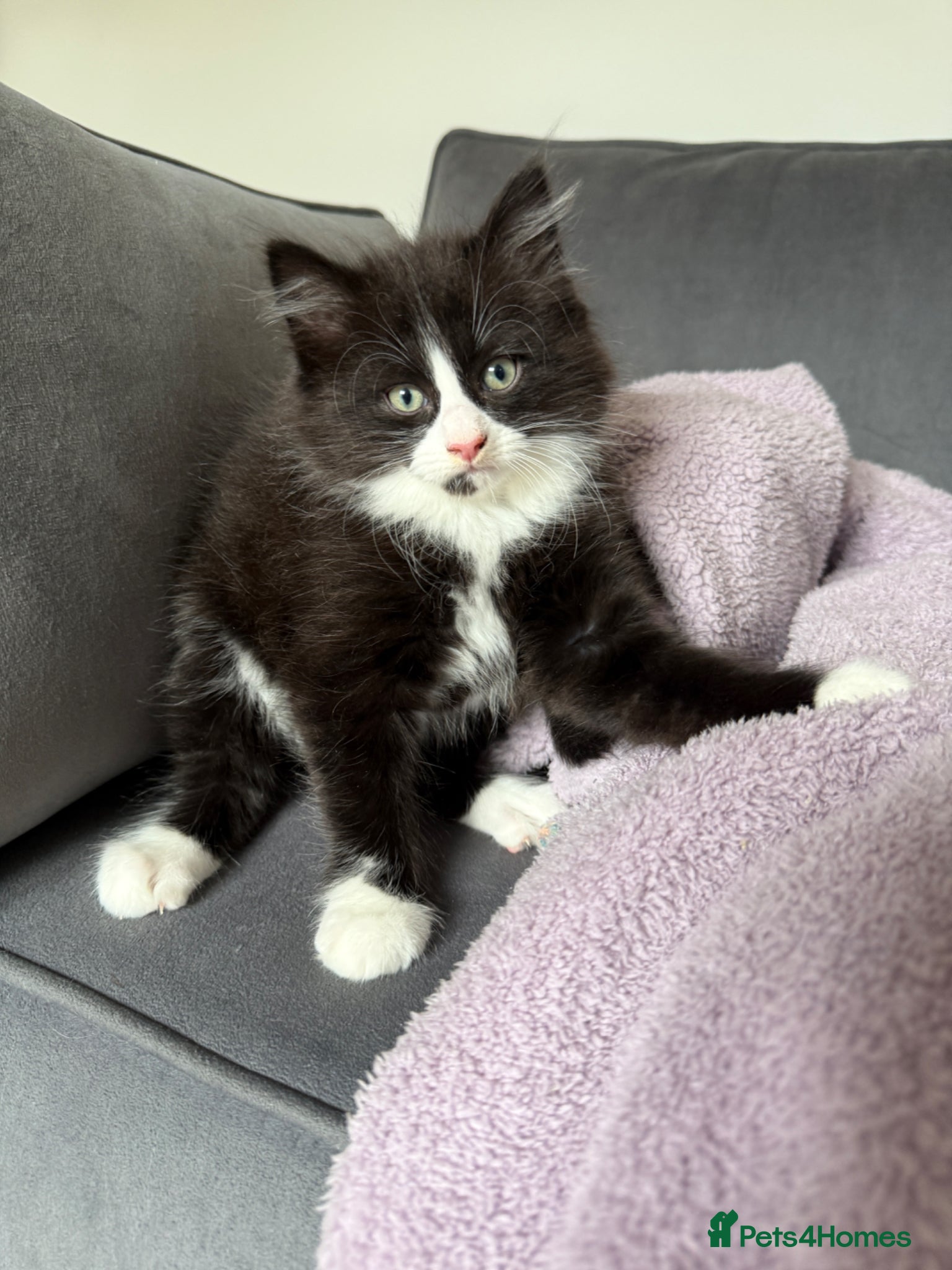 Mixed Breed cats Black & white Persian cross male ready to go! - Advert 9