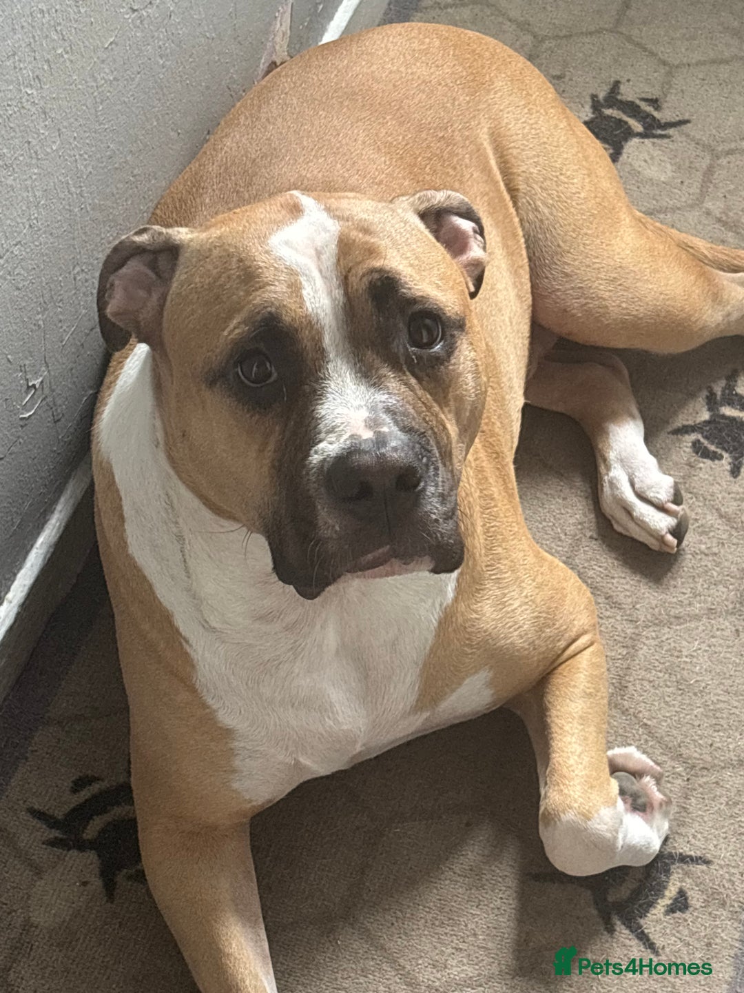 Mixed Breed dogs for sale: Bodhi - 2 Year Old AmBull X - Image 7