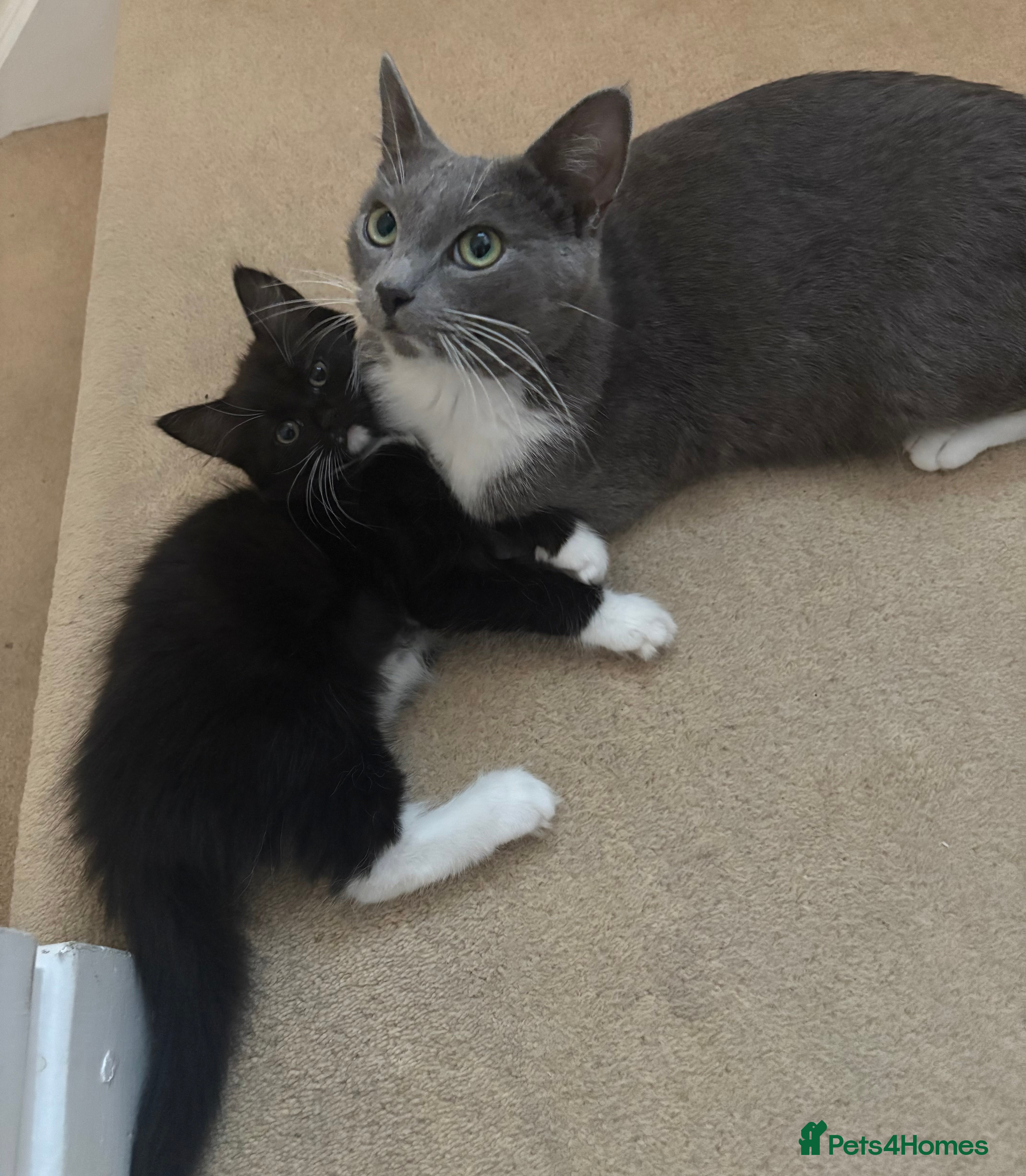 Mixed Breed cats Mother and daughter  - Advert 2