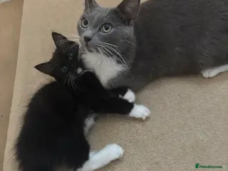 Mixed Breed cats Mother and daughter - Advert 2