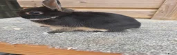 Netherland Dwarf rabbits for sale: Various netherland dwarf kits   - Advert 3